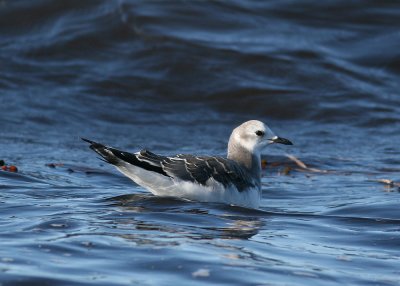 Sabines Gull (Larus sabini)