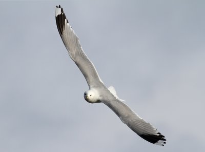 Common Gull (Larus c. canus) - fiskmås