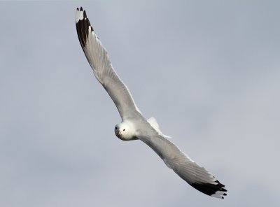 Common Gull (Larus c. canus) - fiskms