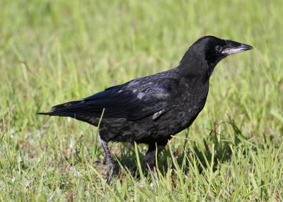 Rook (Corvus frugilegus) - råka