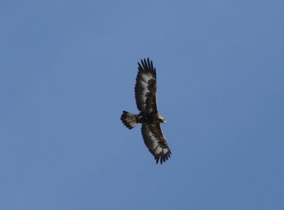 Golden Eagle (Aquila chrysaetos)