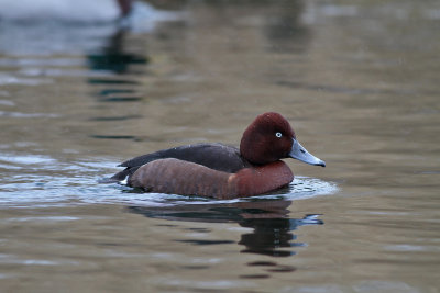 Ferruginous Duck (Aythya nyroca)