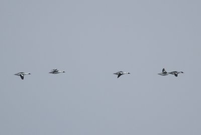 Smew (Mergus albellus)