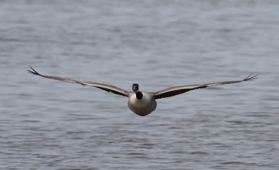 Canada Goose (Branta canadensis)