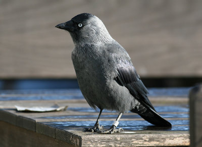Jackdaw (Corvus monedula) - kaja