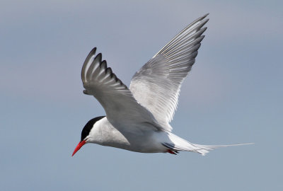 Arctic Tern (Sterna paradisaea) - silvertrna