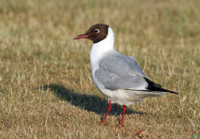 Black-headed Gull (Larus ridibundus) - skrattmås