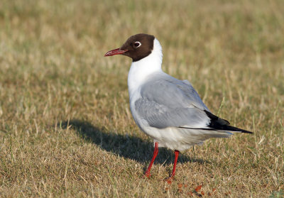 Black-headed Gull (Larus ridibundus) - skrattms