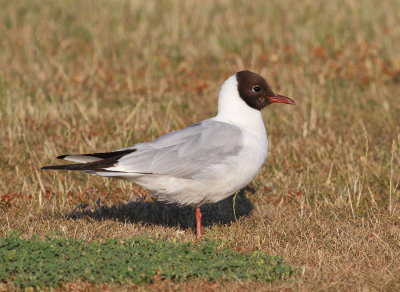 Black-headed Gull (Larus ridibundus) - skrattms