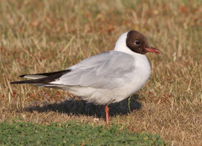 Black-headed Gull (Larus ridibundus) - skrattms