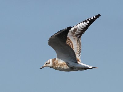 Black-headed Gull (Larus ridibundus) - skrattms