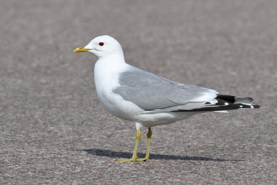 Common Gull (Larus c. canus) - fiskmås