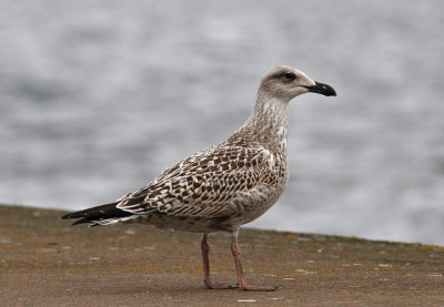 Great Black-backed Gull (Larus marinus)