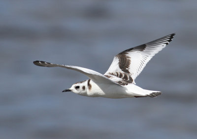 Little Gull (Hydrocoloeus minutus) - dvrgms