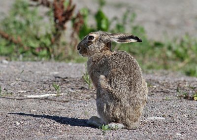 European Hare (Lepus europaeus) - flthare