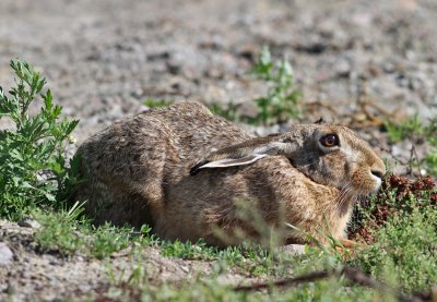 European Hare (Lepus europaeus) - flthare