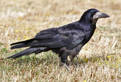 Rook (Corvus frugilegus) - råka