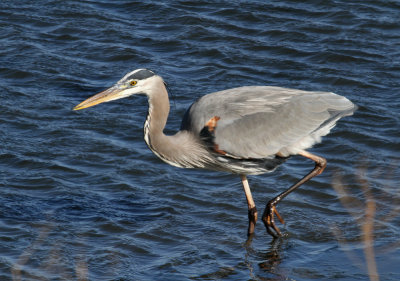 Great Blue Heron (Ardea herodias)