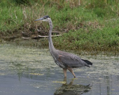 Great Blue Heron (Ardea herodias)