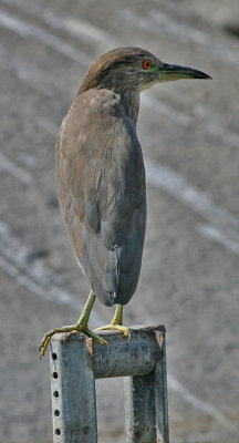 Black-Crowned Night Heron (Nycticorax nycticorax)