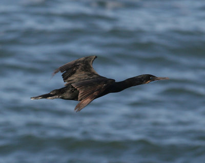 Brandt's Cormorant (Phalacrocorax penicillatus)