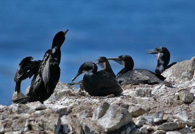 Brandt's Cormorant (Phalacrocorax penicillatus)