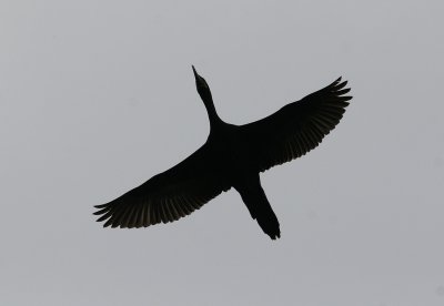 Neotropic Cormorant (Phalacrocorax brasilianus)