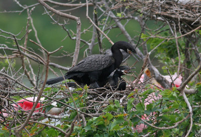 Neotropic Cormorant (Phalacrocorax brasilianus)