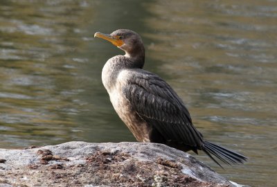 Double-crested Cormorant (Phalacrocorax auritus)