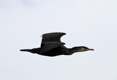 Temmink's Carmorant (Phalacrocorax capillatus)