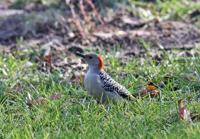 Red-bellied Woodpecker (Melanerpes carolinus)