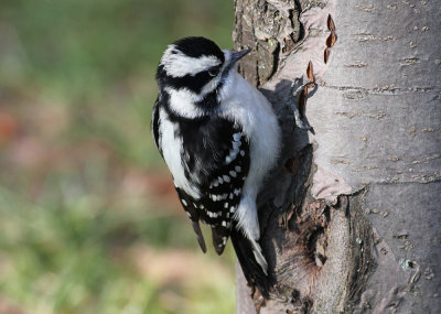 Downy Woodpecker (Picoides pubescens)