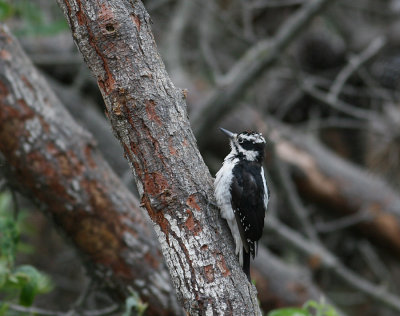 Hairy Woodpecker (Picoides villosus)