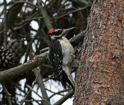 Hairy Woodpecker (Picoides villosus)