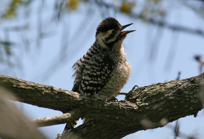 Ladder-backed Woodpecker (Picoides scalaris)