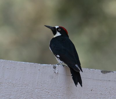 Acorn Woodpecker (Melanerpes formicivorus)