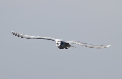 Little Gull (Hydrocoloeus minutus) - dvärgmås