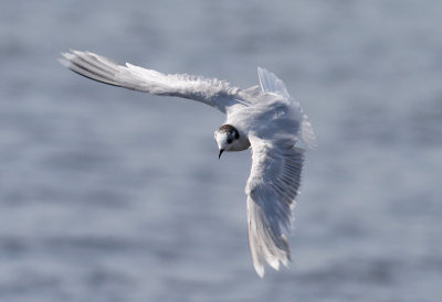 Little Gull (Hydrocoloeus minutus) - dvärgmås