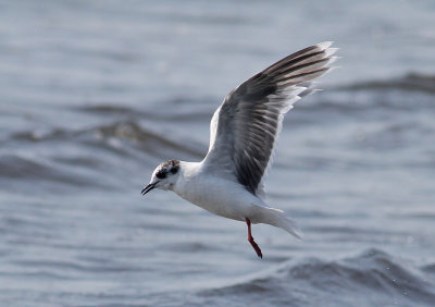 Little Gull (Hydrocoloeus minutus) - dvrgms