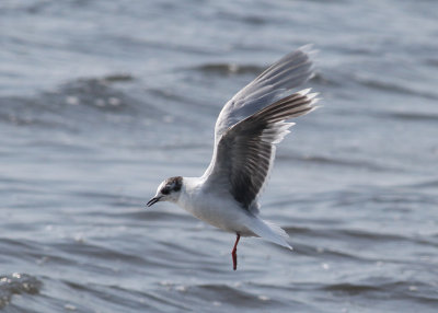 Little Gull (Hydrocoloeus minutus) - dvrgms