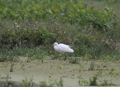Intermediate Egret (Mesophoyx intermedia)