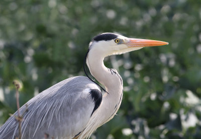 Grey Heron (Ardea cinerea)