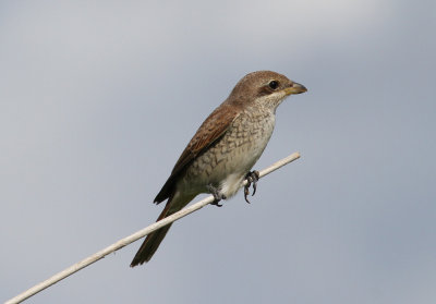 Red-backed Shrike (Lanius collurio)