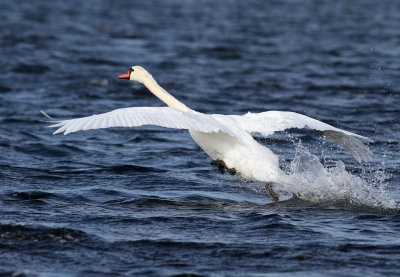 Mute Swan (Cygnus olor)