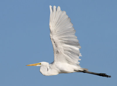 Great Egret (Ardea alba) - gretthger