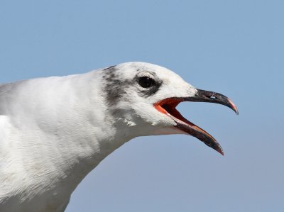 Laughing Gull (Larus atricilla)