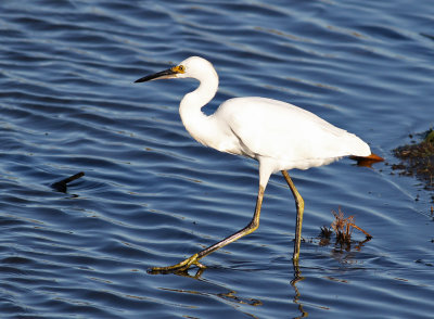 Snowy Egret (Egretta thula)