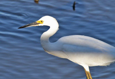 Snowy Egret (Egretta thula)