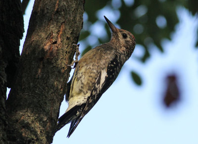 Yellow-bellied Sapsucker (Sphyrapicus varius)