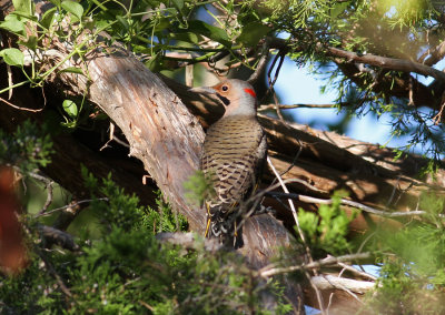Yellow-shafted Flicker (Colaptes auratus)